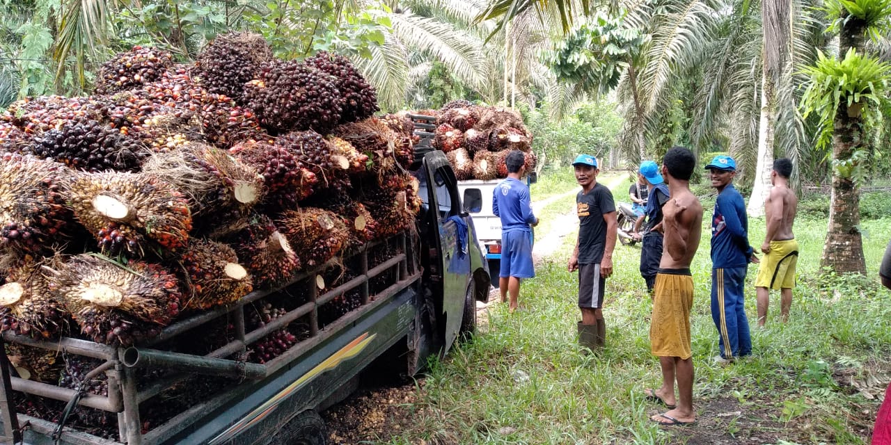 1656061030115020.jpeg Gubernur sebut penurunan harga sawit pengaruhi perekonomian Jambi.jpeg