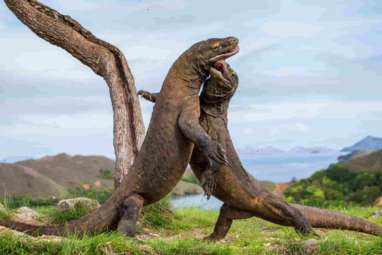 1656402253253051.jpg Pemerintah Batasi Wisatawan ke TN Komodo, Tiket Rp3,75 Juta.jpg