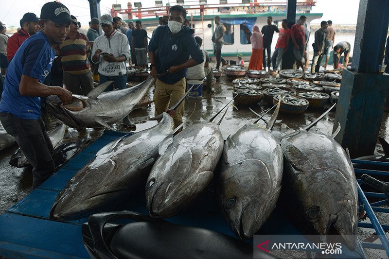 1656664189836791.jpg Pemerintah harus perhatikan risiko kebijakan penangkapan ikan terukur.jpg