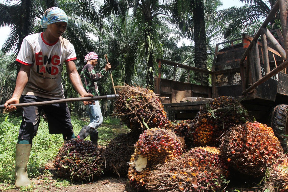 1657161558297180.jpg Harga sawit di Riau turun Rp92,72 per kg 3.jpg