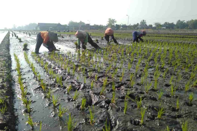 1659429303149902.jpg Perusahaan agribisnis targetkan kemitraan 1.000 ha padi di luar Jawa.jpg