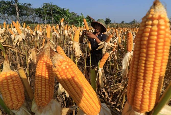 1659429608168884.jpg Pemerintah dorong ekstensifikasi jagung 86 ribu hektare di lahan baru.jpg