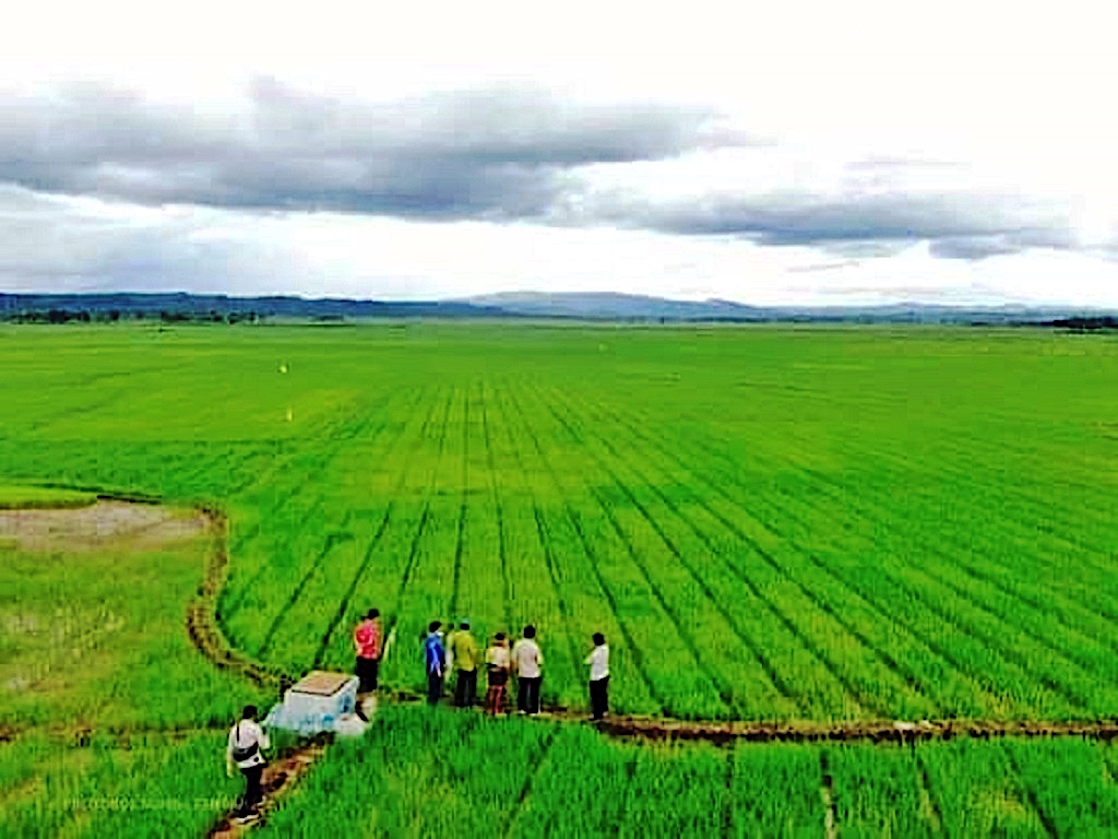 1661760961228729.jpg Kementan perluas lahan food estate di Kalteng hingga 82 ribu hektare.jpg