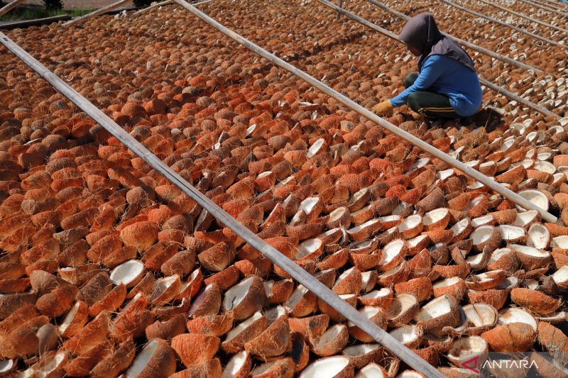1661782058916168.jpg Pemerintah terus kembangkan industri hilir komoditas kelapa.jpg