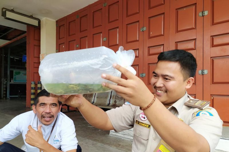 1662808967397338.jpeg Sumbar kirim ikan hias laut ke pasar domestik senilai Rp2,4 miliar.jpeg