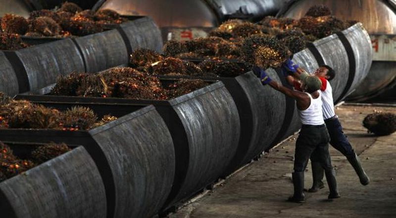 1663052955650573.jpg Percontohan pabrik minyak makan merah akan mulai dibangun PTPN.jpg