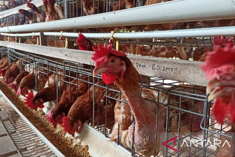 1663077329349548.jpg NFA tingkatkan penyerapan dari peternak jaga stabilisasi harga ayam.jpg