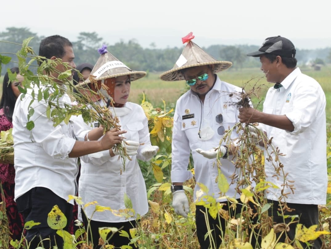 1663234572429382.jpg Mentan kembangkan kedelai lokal produktivitas tinggi untuk tekan impor.jpg