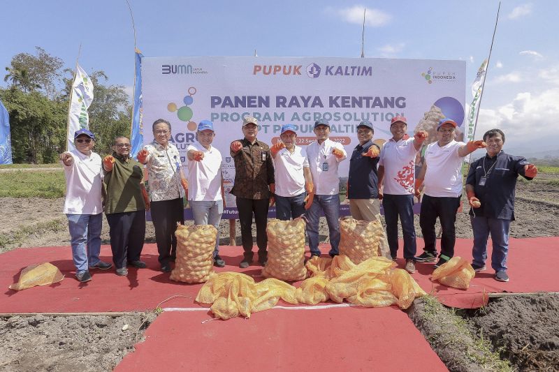 1664194424162109.jpg Pupuk Kaltim panen kedua agrosolution hasilkan 33,9 ton kentang per ha.jpg
