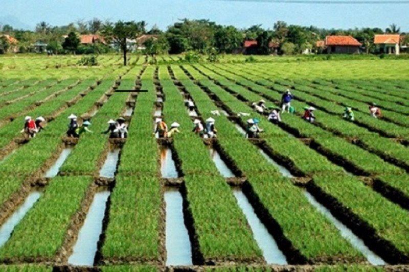 1664365294892150.jpg Kementan dorong peningkatan produktivitas bawang merah lewat benih TSS.jpg