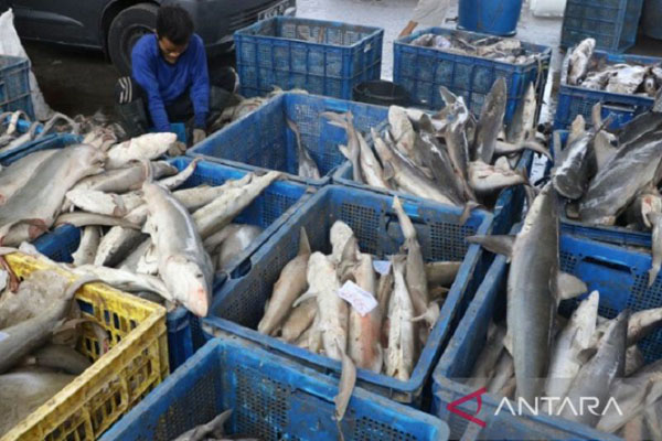 1649340645221679.jpg KKP potensi ikan tangkap Indonesia capai 12,01 juta ton.jpg