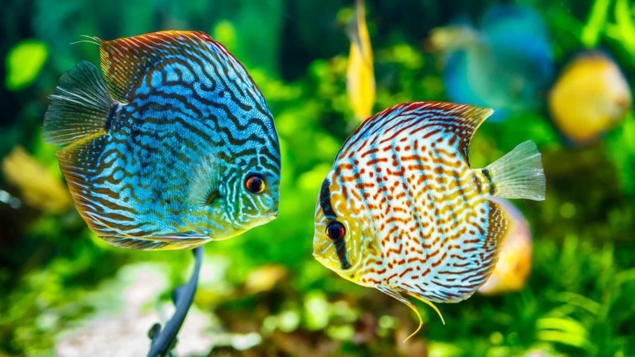 1655184731781494.jpg IPB Ikan hias Indonesia berpeluang kuasai pasar internasional.jpg